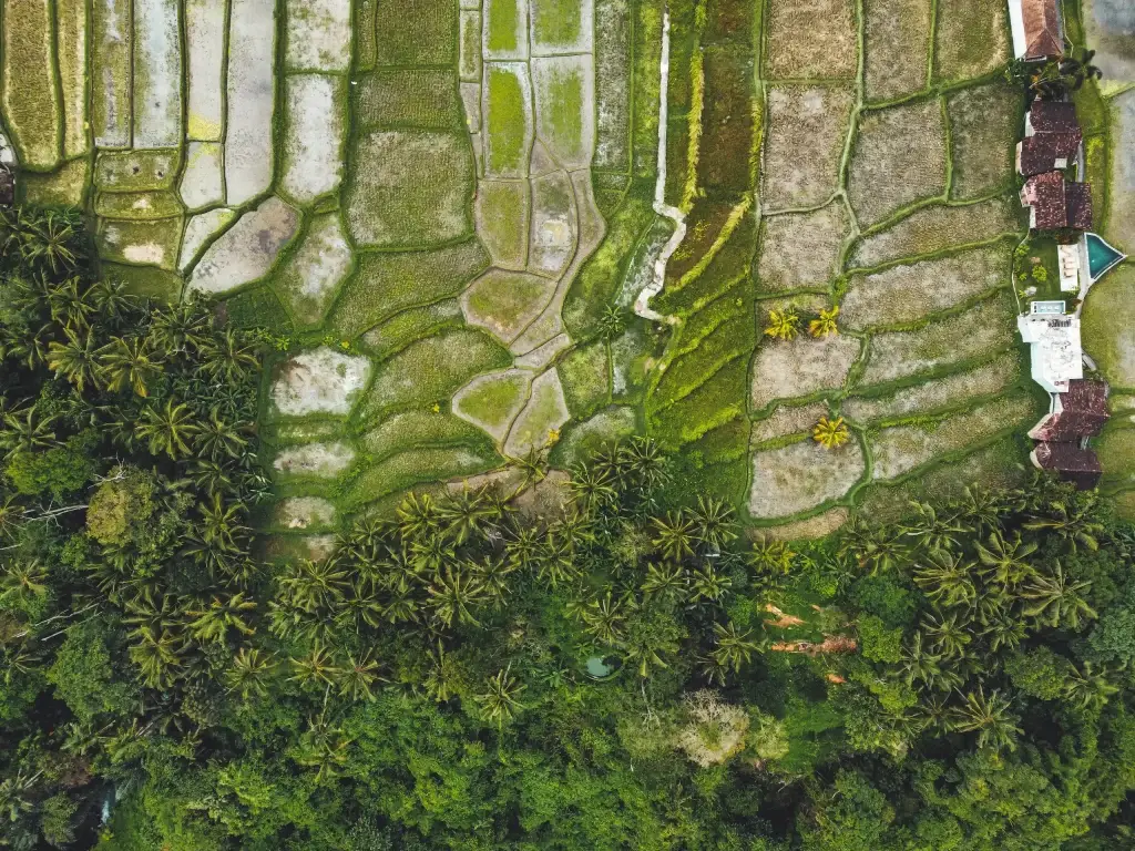 Bali rice terraces in green morning light