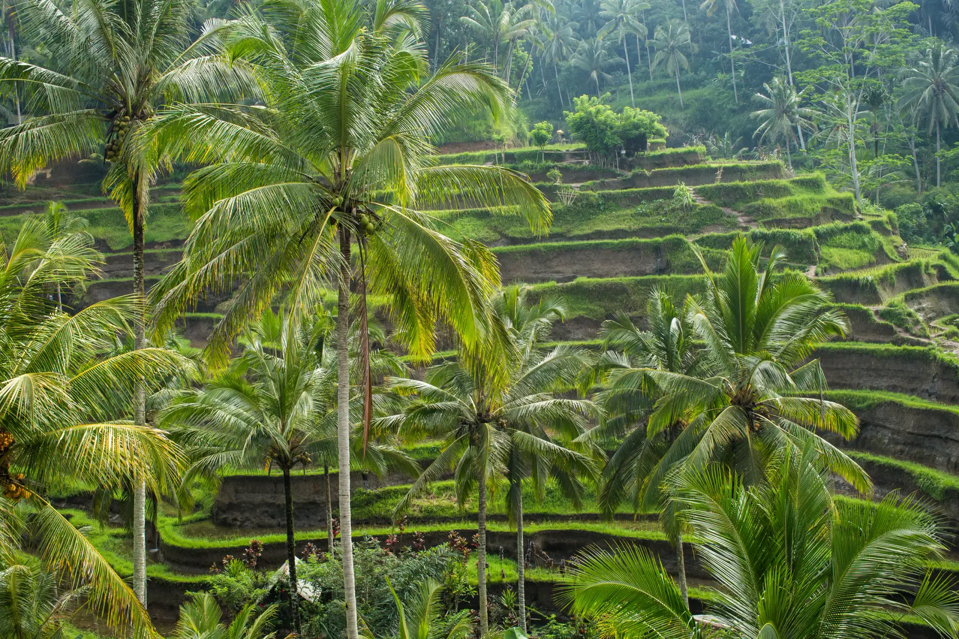 Bali rice terraces and palms in a practical travel guide