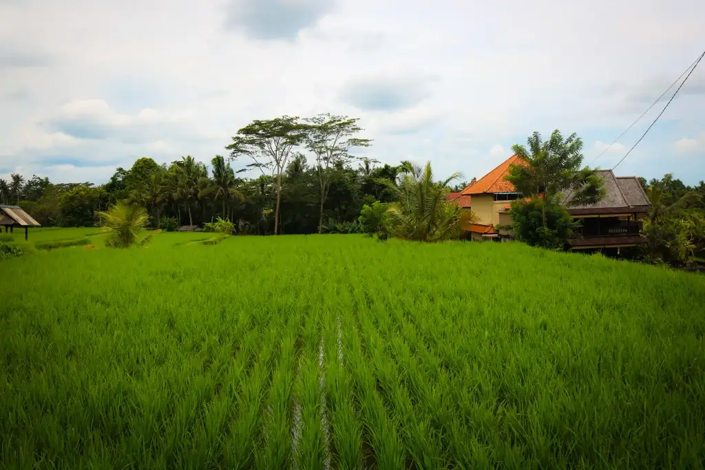 Canggu bali lush green rice field and rural landscape