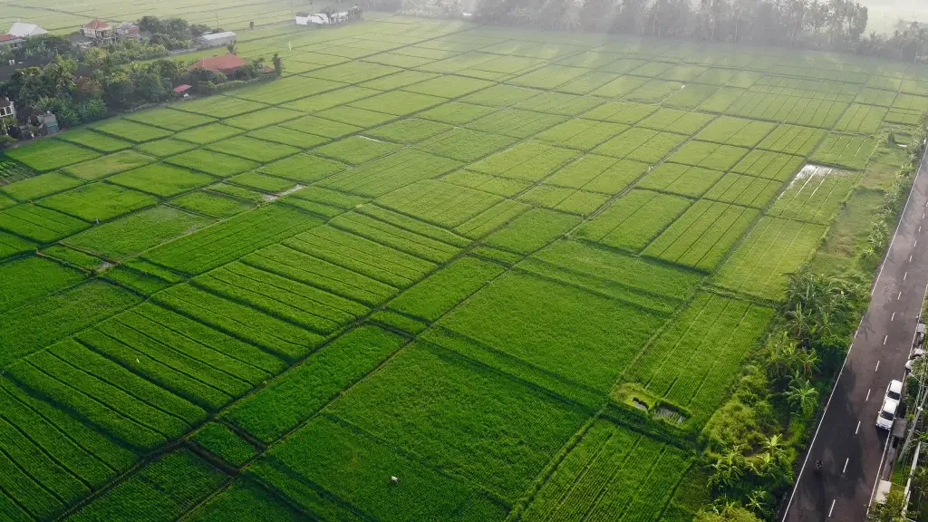 Canggu bali lush green rice fields in the countryside