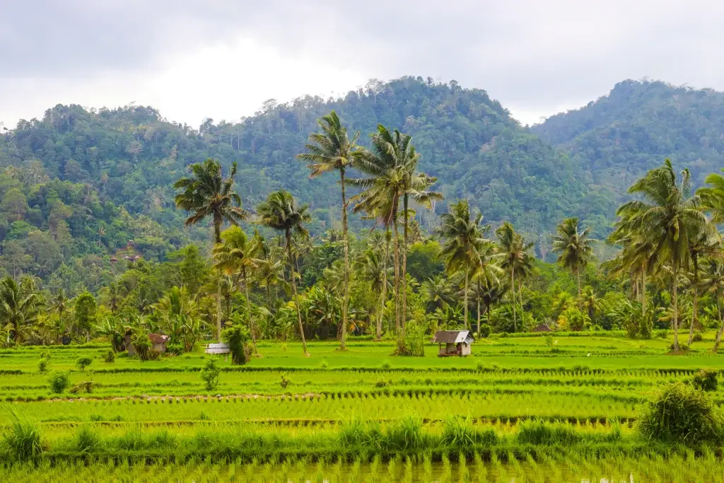 Canggu bali lush rice paddy terraces with distant mountains
