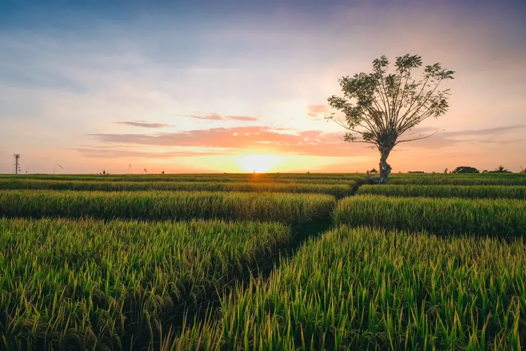 Canggu bali magnificent view of a tree on a green field captur