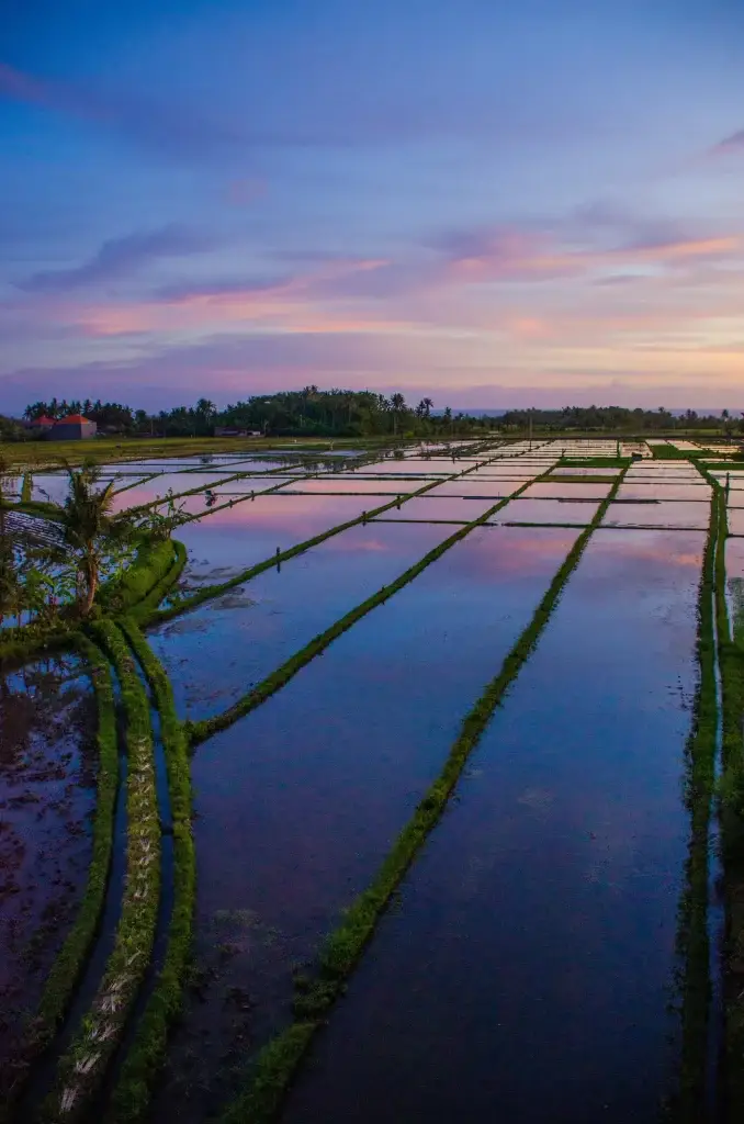 Canggu bali picturesque scene of a paddy field in canggu bali