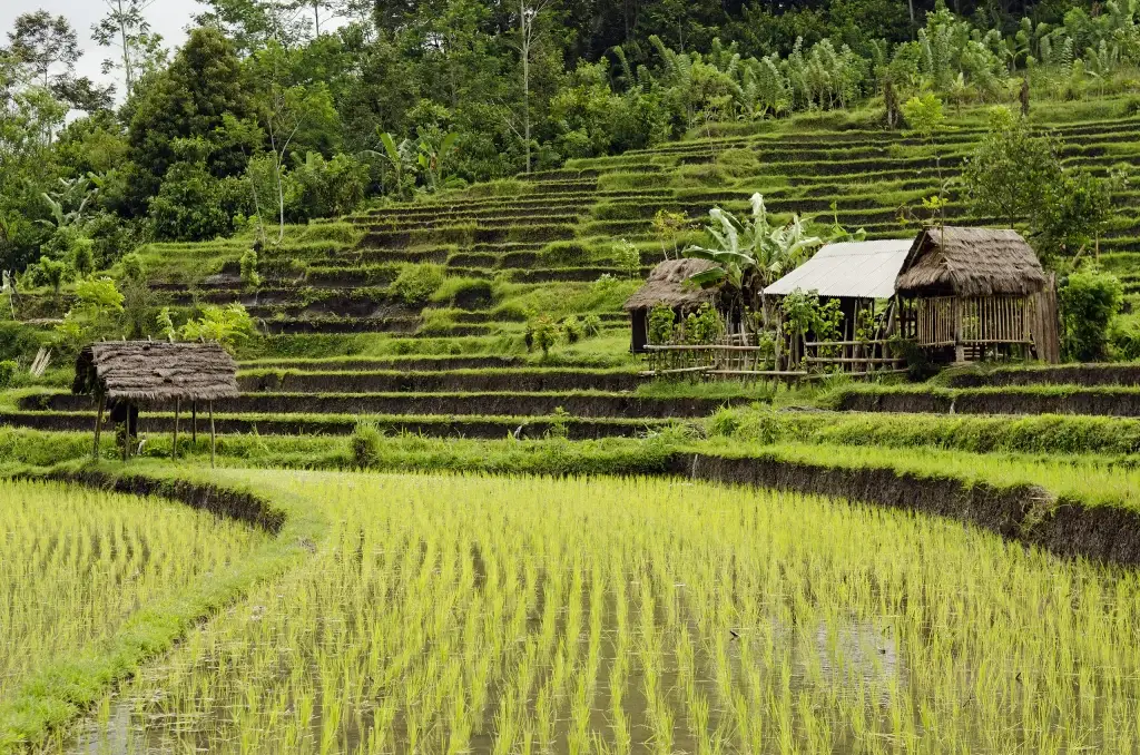 Canggu bali rice field in bali indonesia