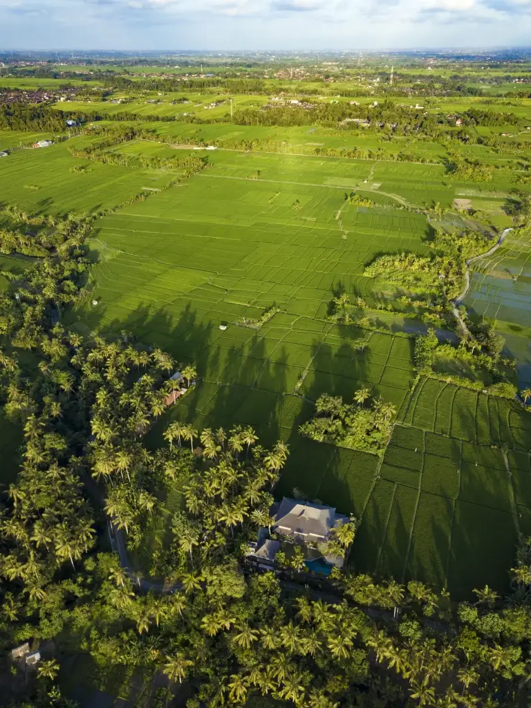 Canggu bali rice fields bali indonesia