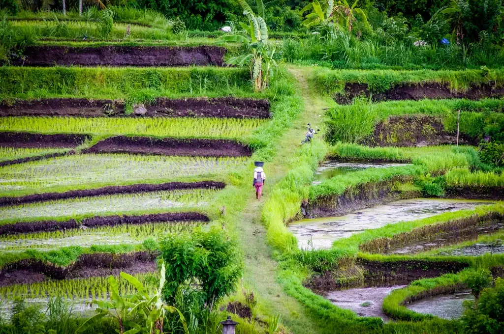 East bali picturesque rice terraces with agricultural worker