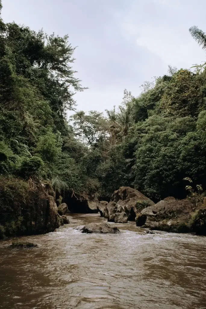 Kuta bali picturesque tropical river flowing through dense