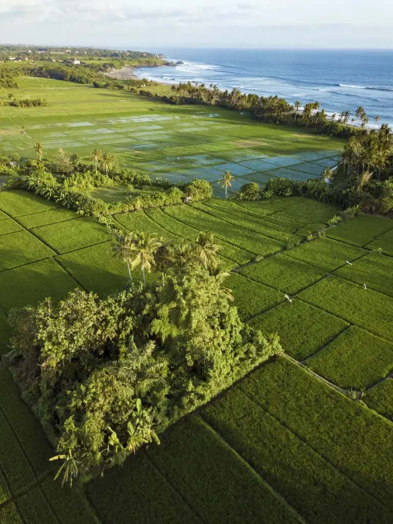 Kuta bali rice fields bali indonesia