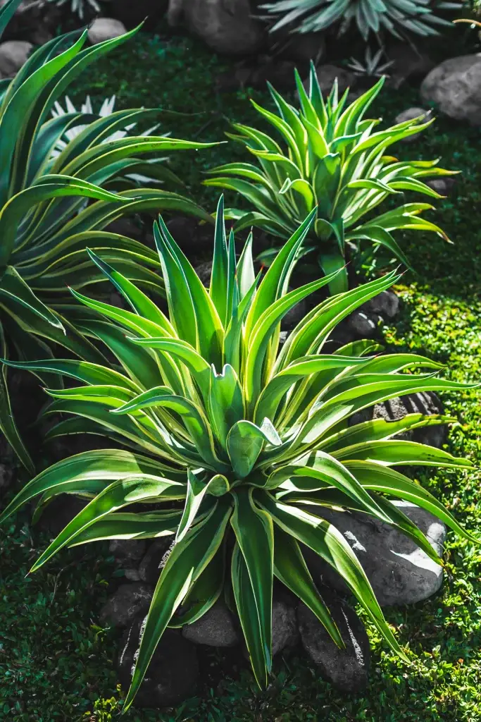 Kuta bali tropical plants in bali garden
