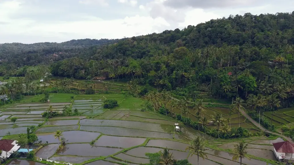 Munduk bali lush green rice terraces and tropical forest