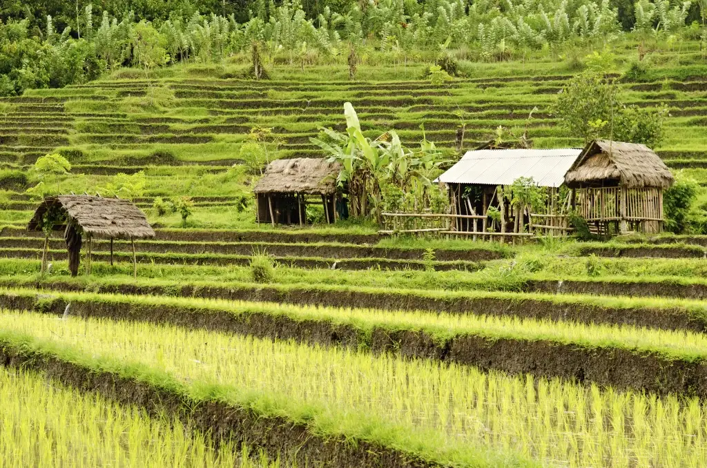 Munduk bali rice field in bali indonesia