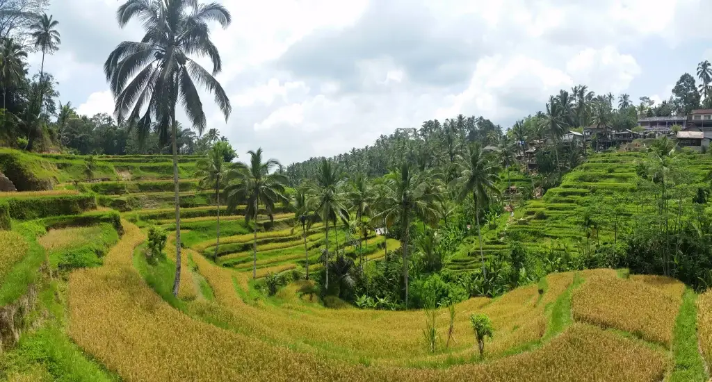 Munduk bali rice paddies in bali indonesia greenery natural