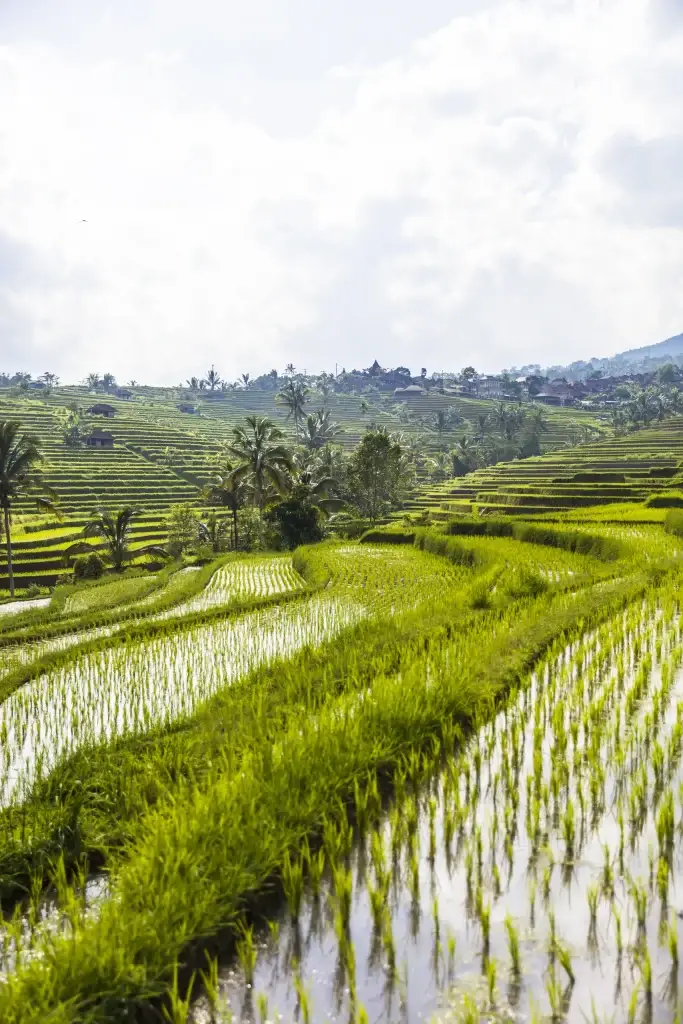 North bali lush green rice terraces in rural countryside