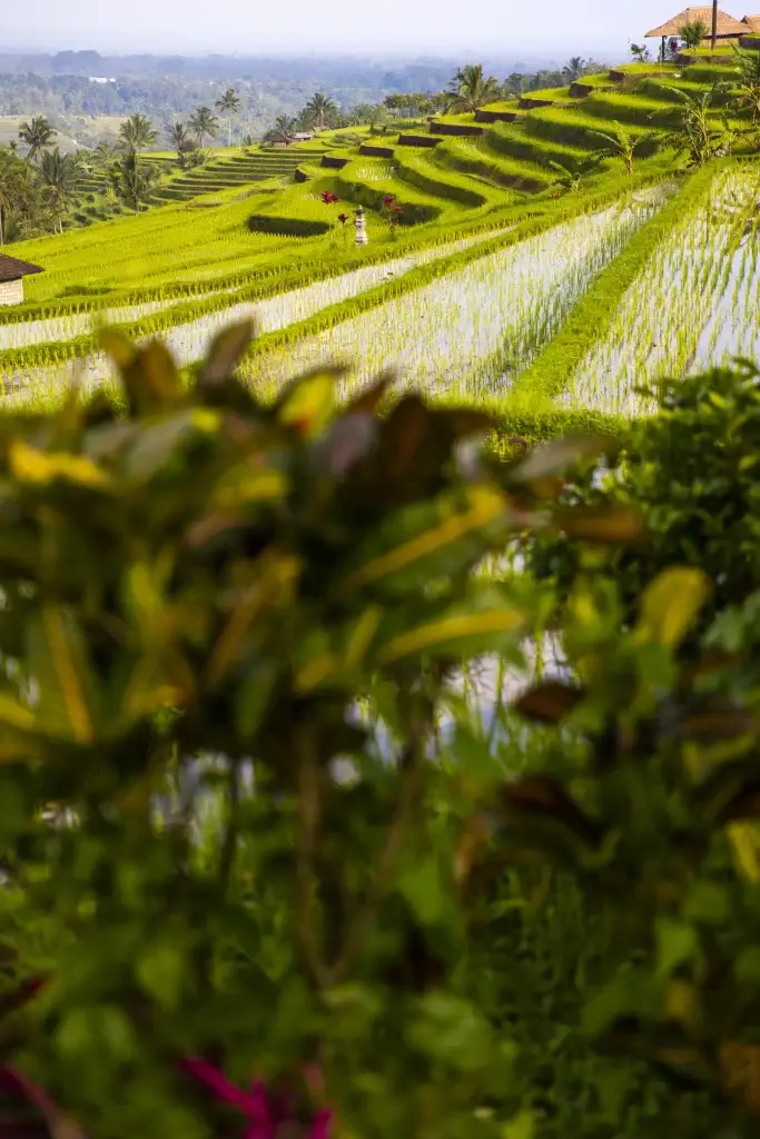 North bali picturesque rice terraces on lush hillsides