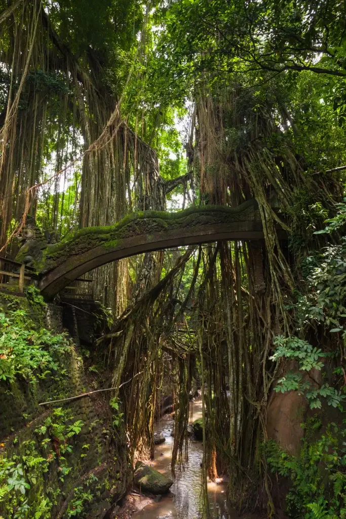 North bali the dragon bridge in the monkey forest sanctuary