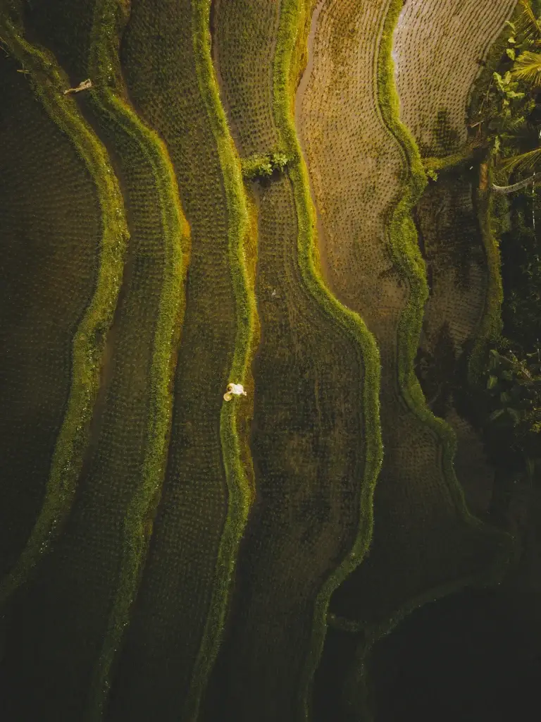North bali vertical aerial view of tegal alang rice terrace