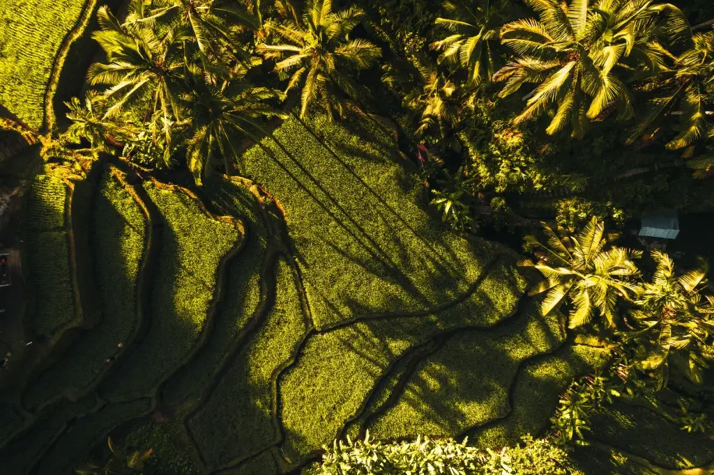 Ubud bali aerial drone view of tegallalang rice fields terra