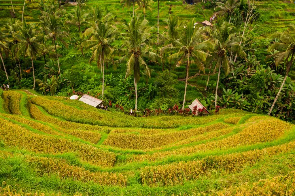 Ubud bali beautiful rice terraces at tegalalang village ubu